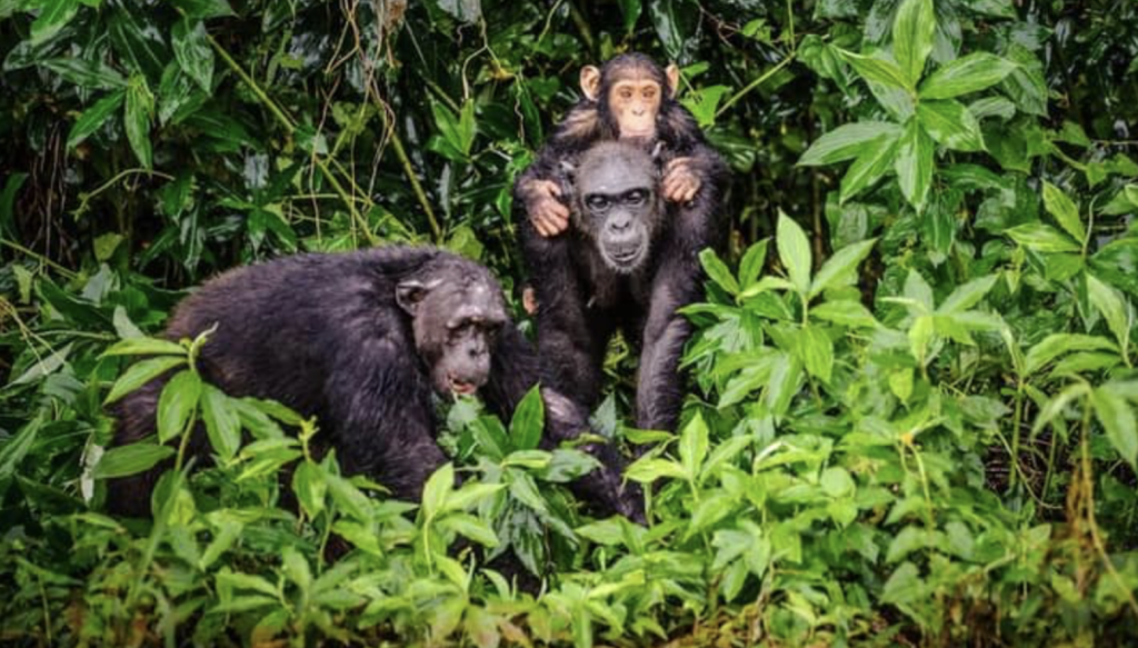 Kimbi-Fungom National Park