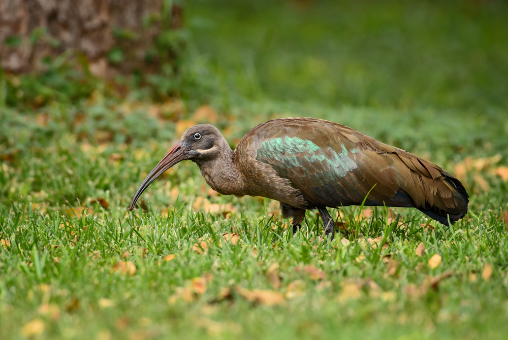 Douala Edea National Parks