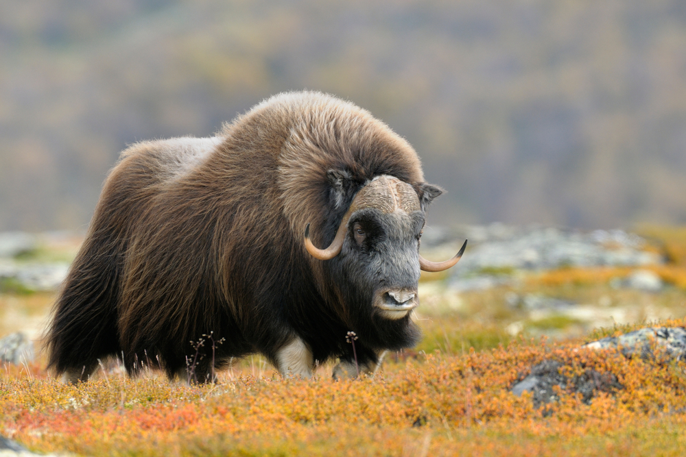 Jotunheimen National Park mountain