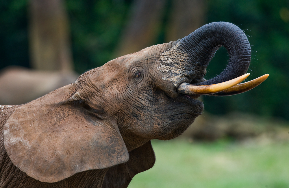 Dzanga-Ndoki National Park elephant drinking