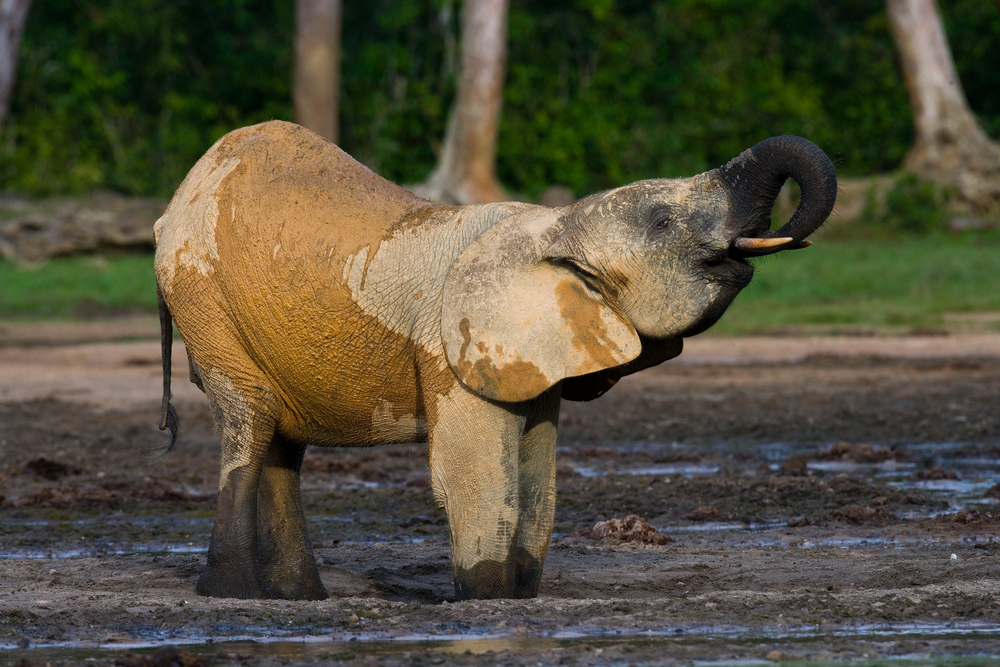 Kahuzi Biega National Park