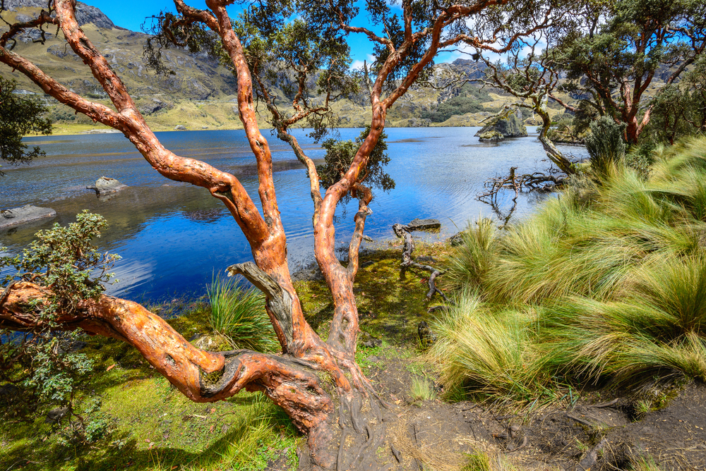 Toreadora Lake in El Cajas National Park Ecuador