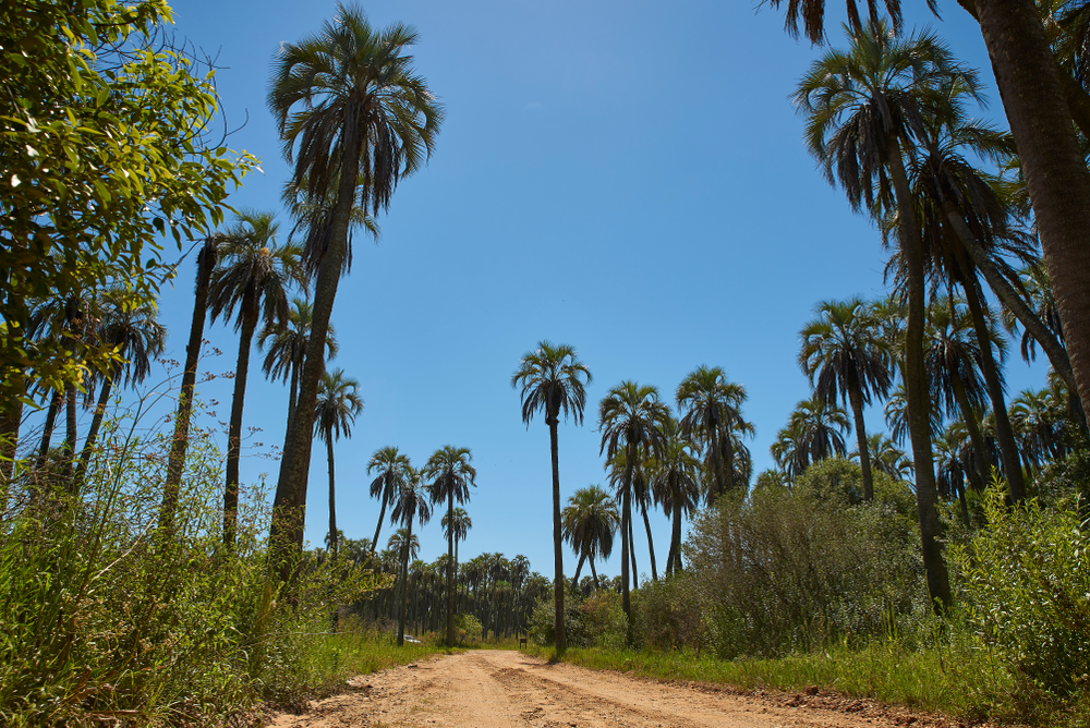 Los Cardones National Park