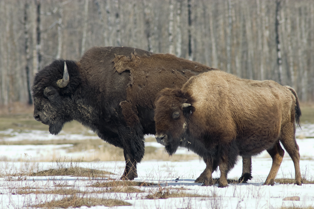 Elk Island National Park pair of bison