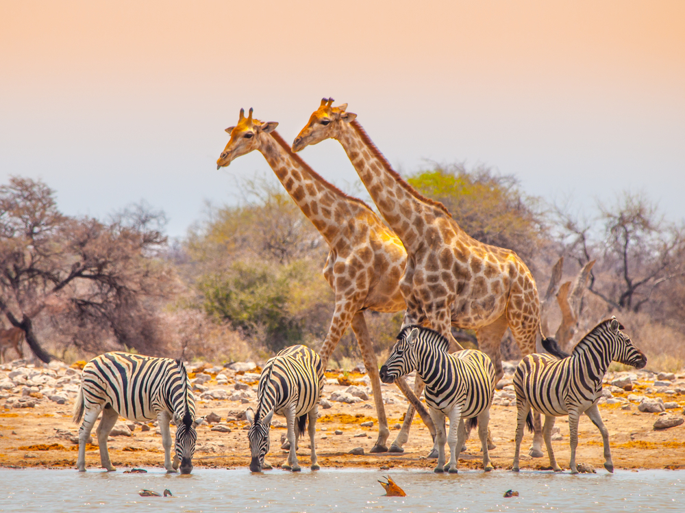 Etosha National Park zebra and giraffe