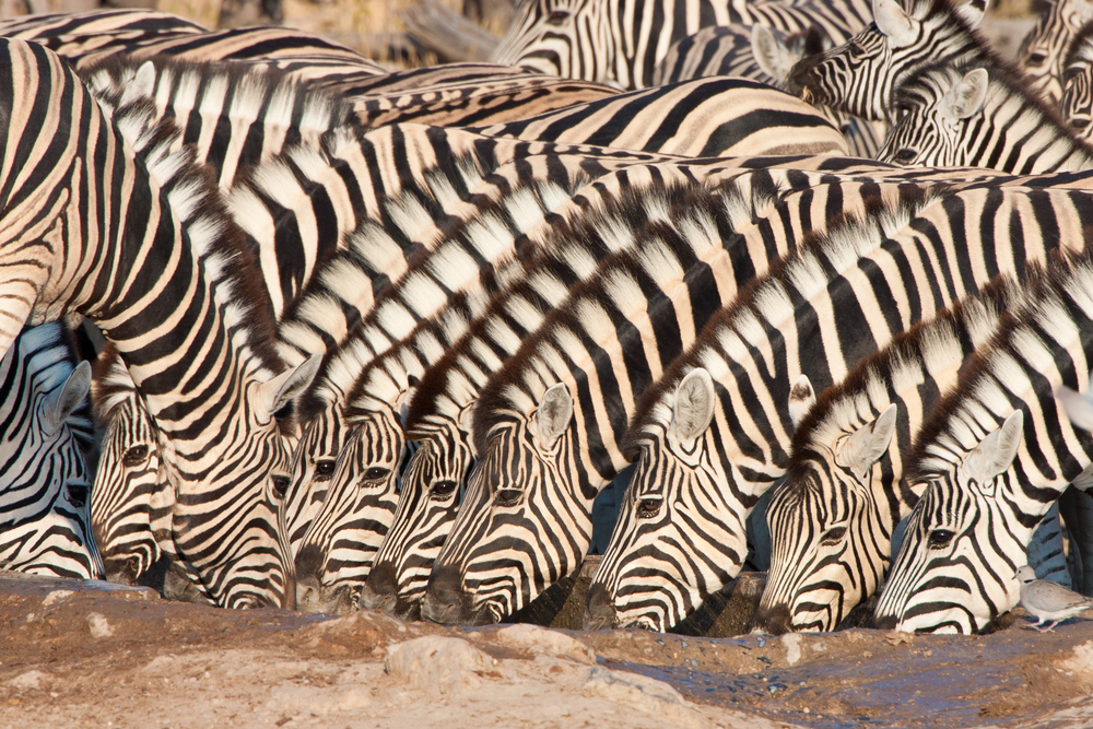 Etosha National Park zebra and giraffe