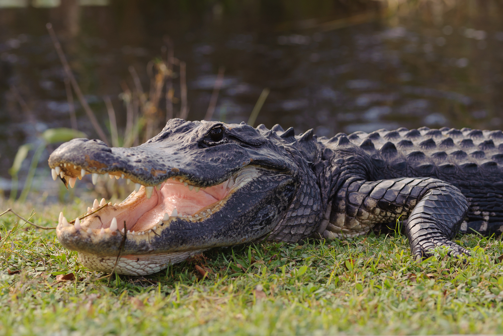 Everglades National Park Alligator on log
