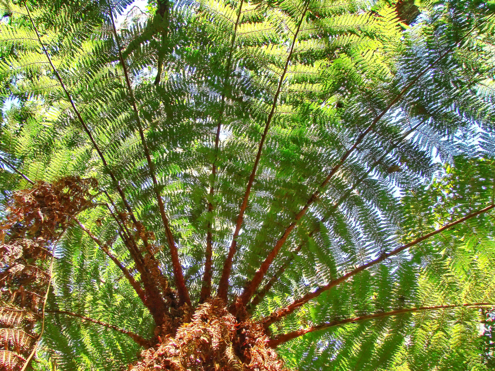 Fern trees in Amboro National Park in Bolivia