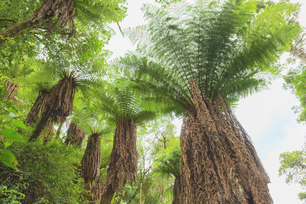 Fern trees in Amboro National Park in Bolivia