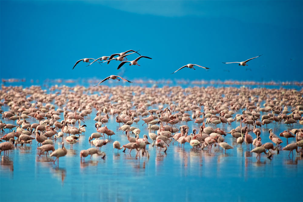 Flamingos in Lake Manyara National Park
