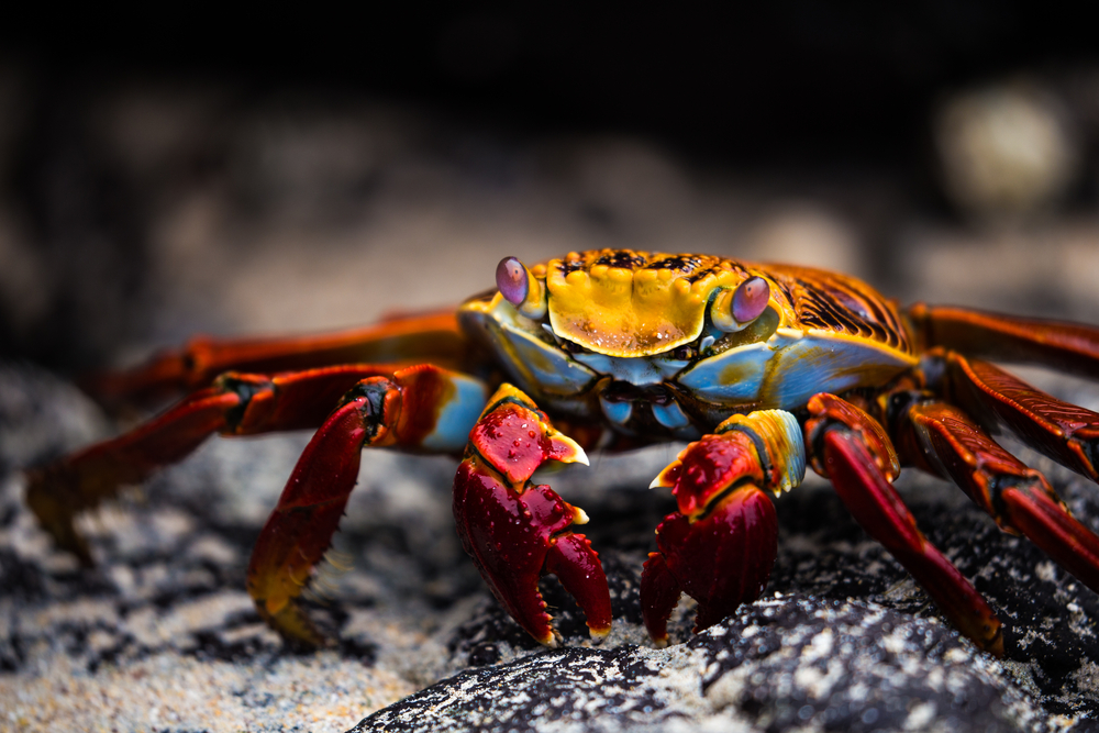 Galapagos Island National Park colorful crab