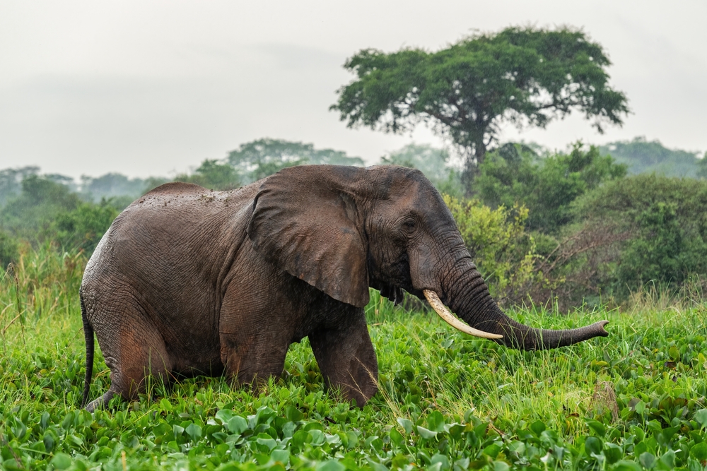 Gambela National Park