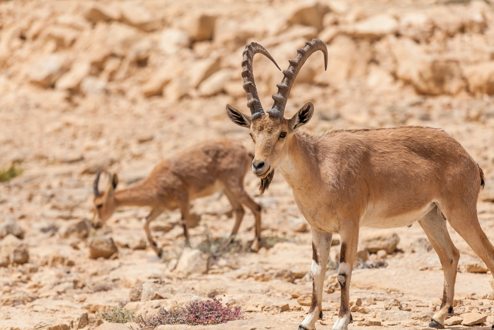 Gebel Elba National Park