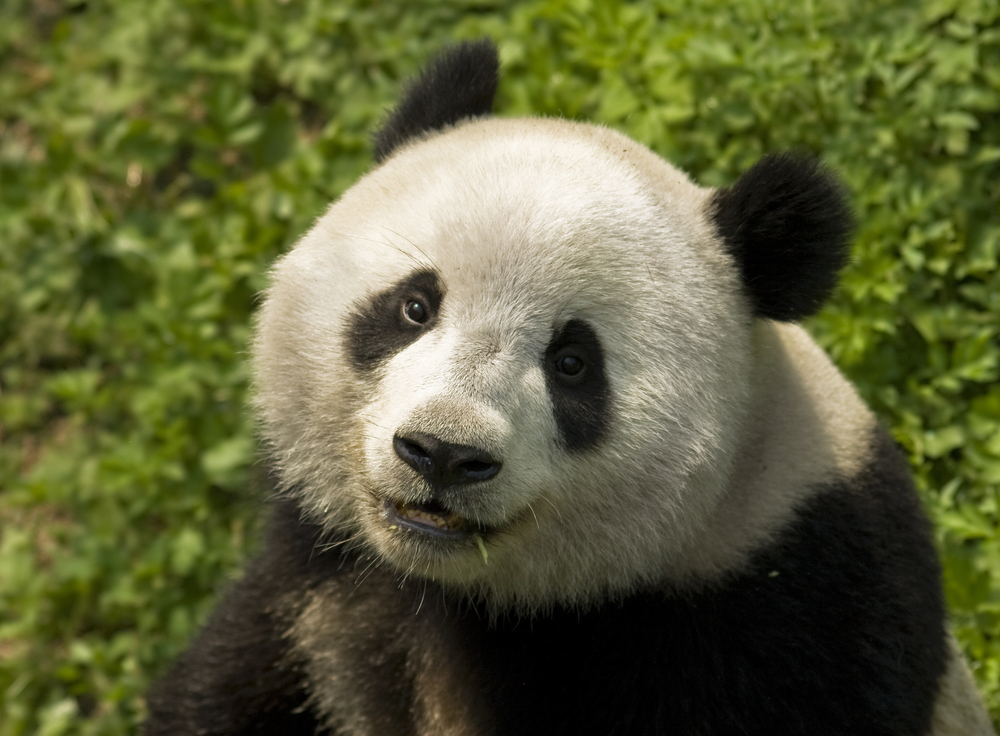 Giant Panda