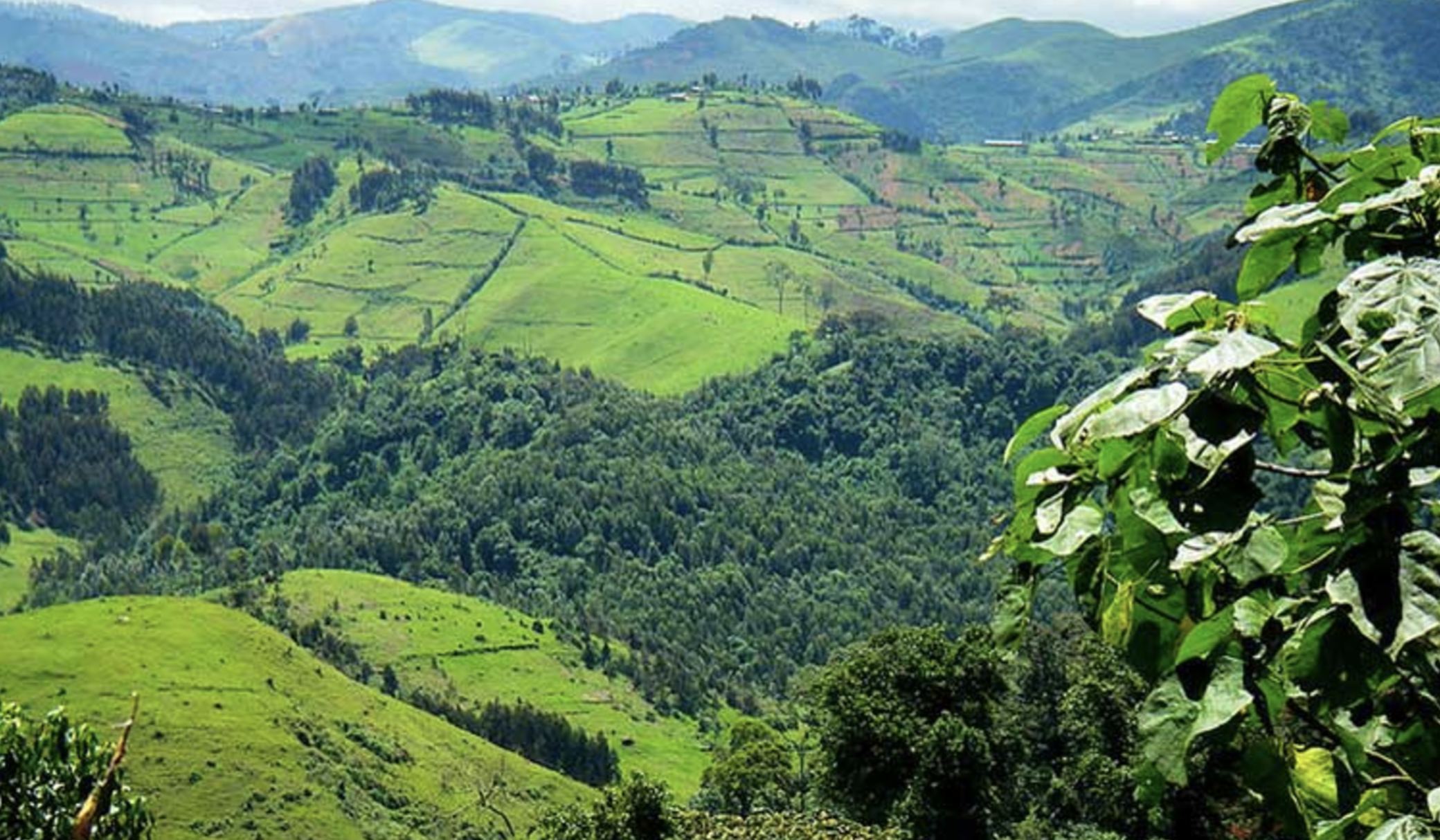 Gishwati-Mukura National Park