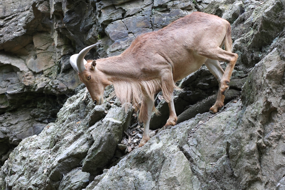 Glif Kebir National Park