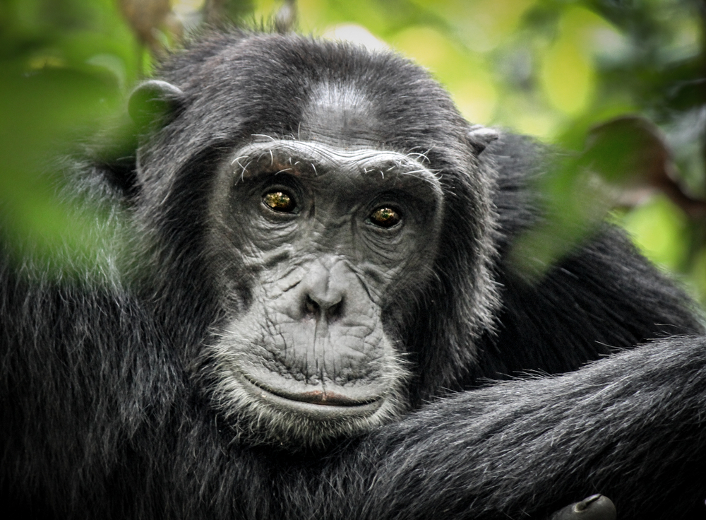 Gombe Stream National Park up close