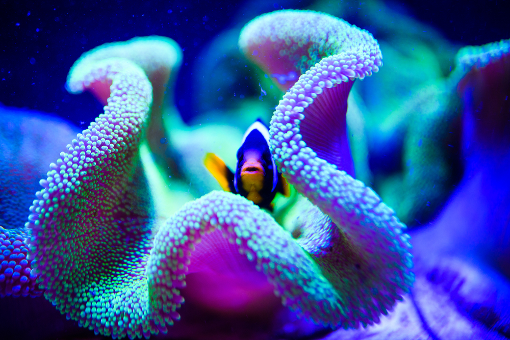 Great Barrier Reef aerial view