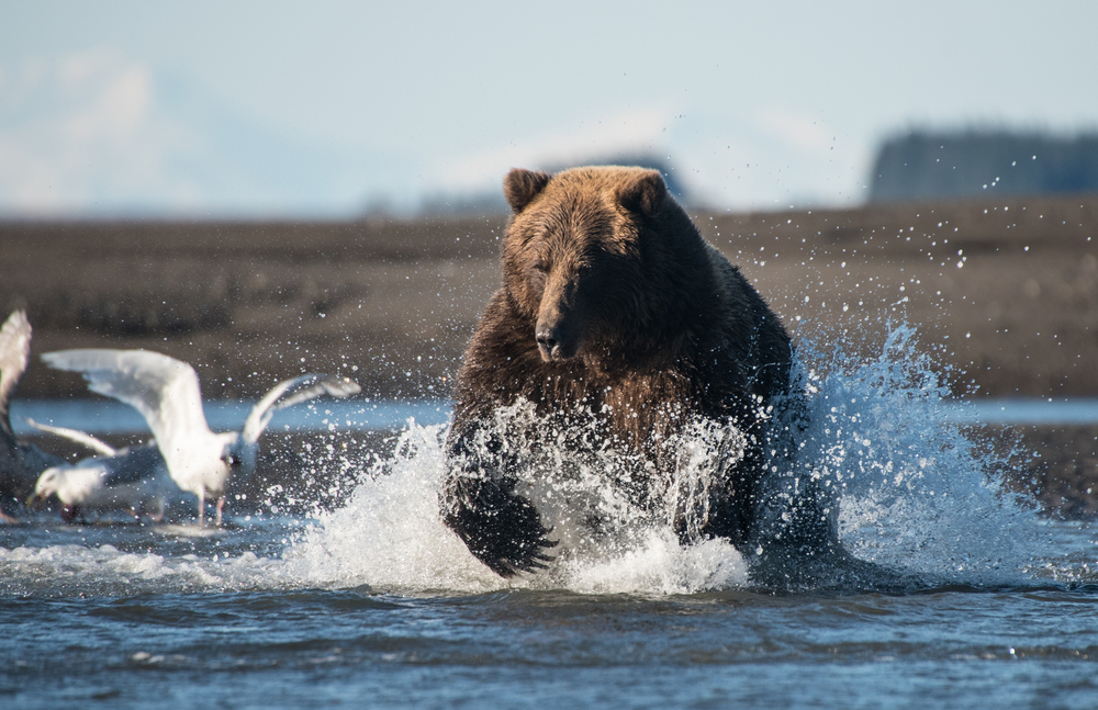 Grizzly bear running up the river in Lake Clark