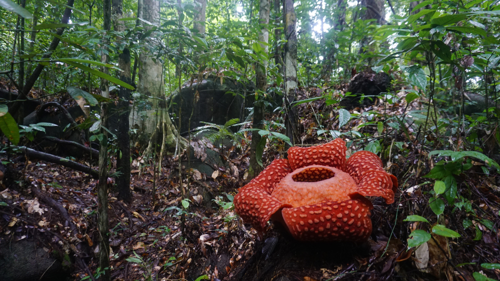 Gunung Gading National Park