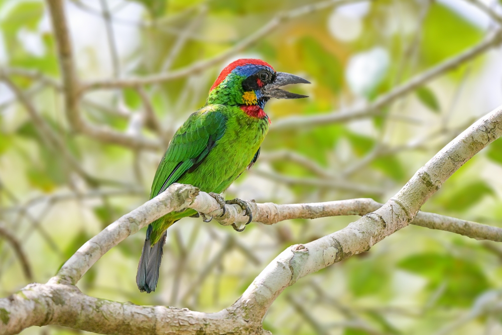 Tanjung Datu National Park