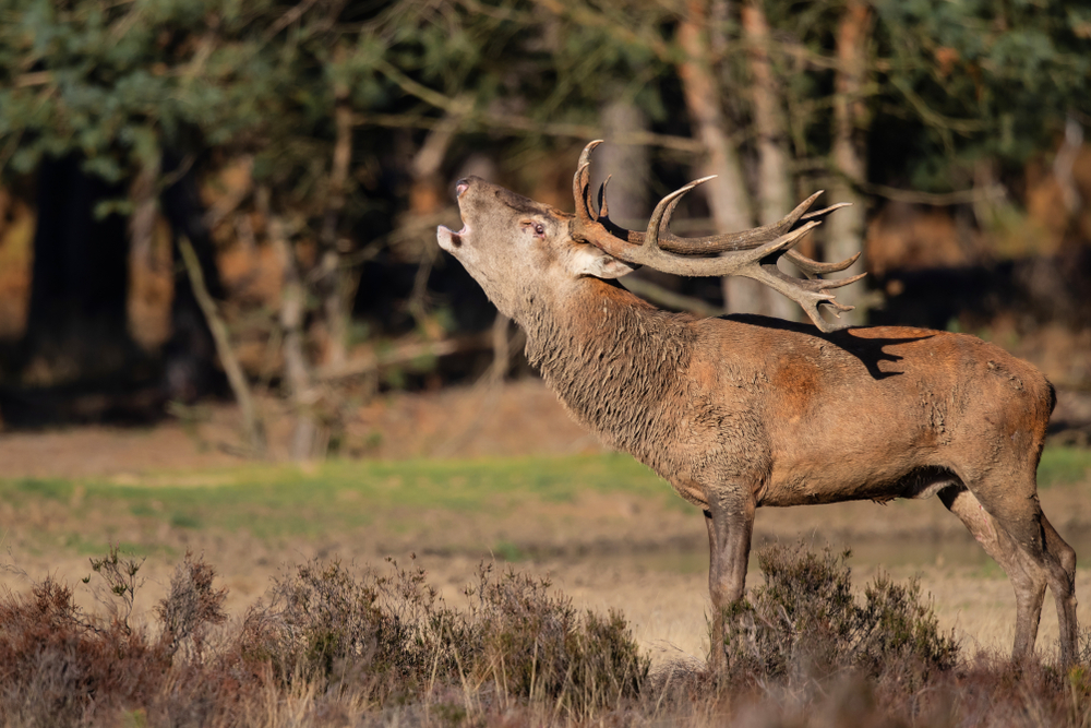 Hoge Veluwe National Park red deers