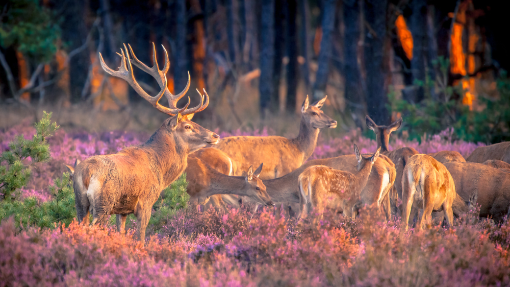 Veluwezoom National Park