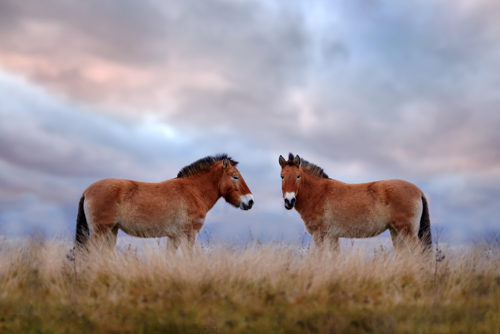 Hustai National Park