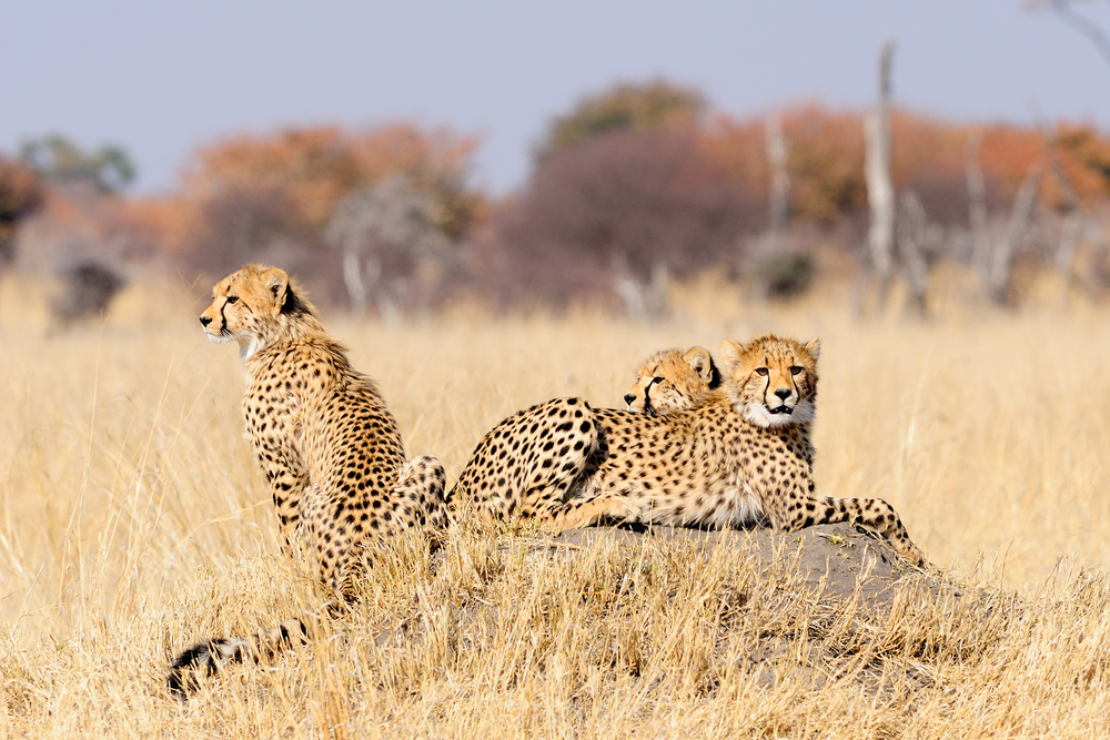 Hwange National Park