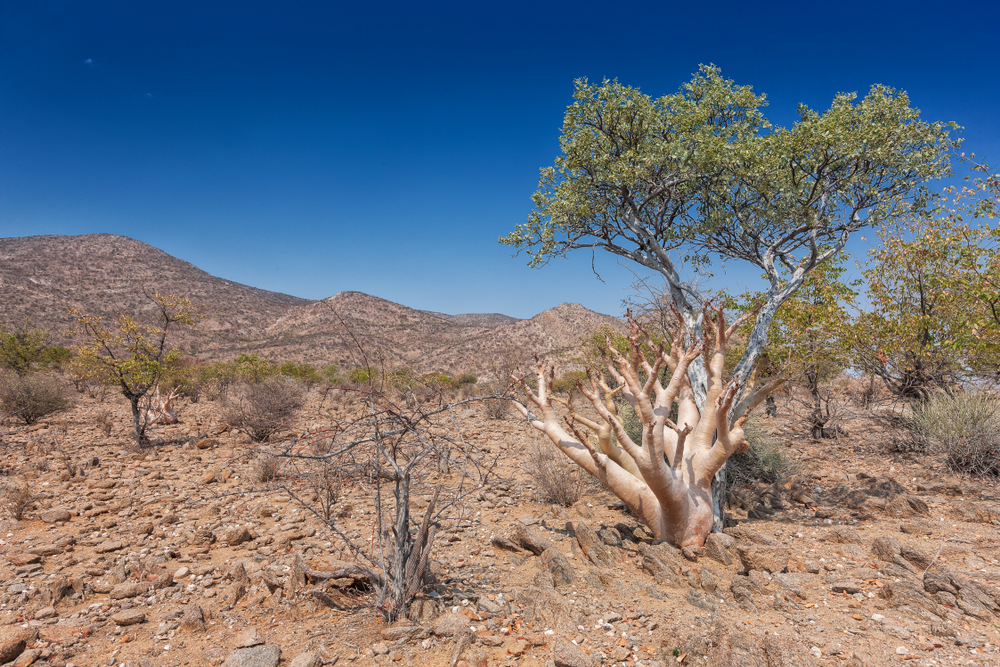 Kissama National Park large baobab tree