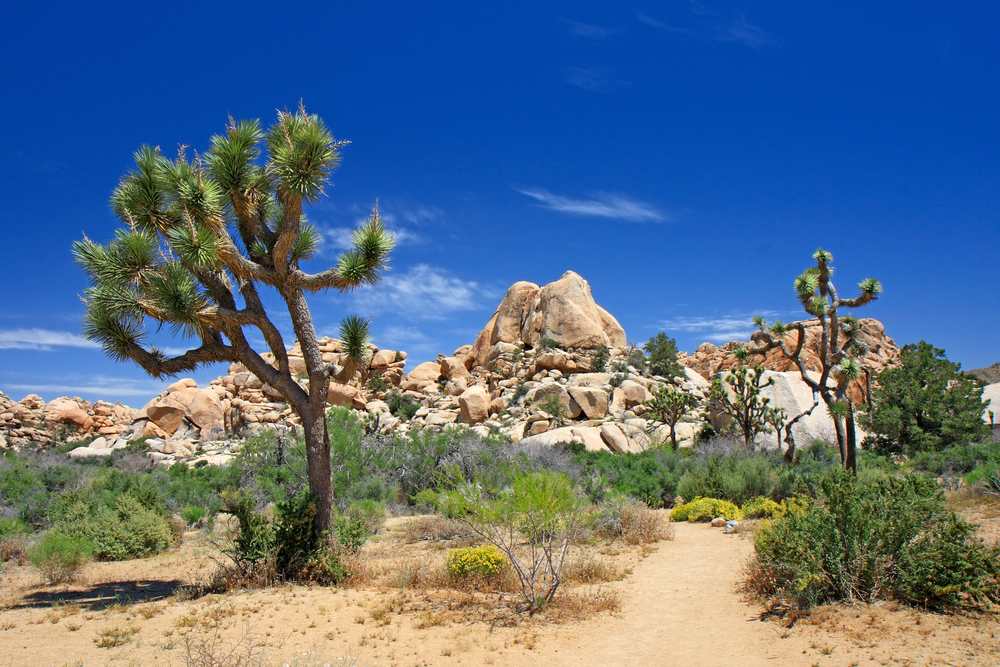 Saguaro National Park