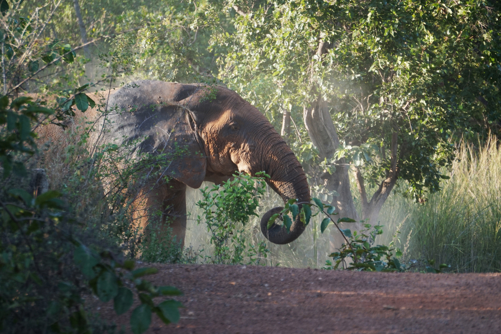 Kakum National Park elephant in bush