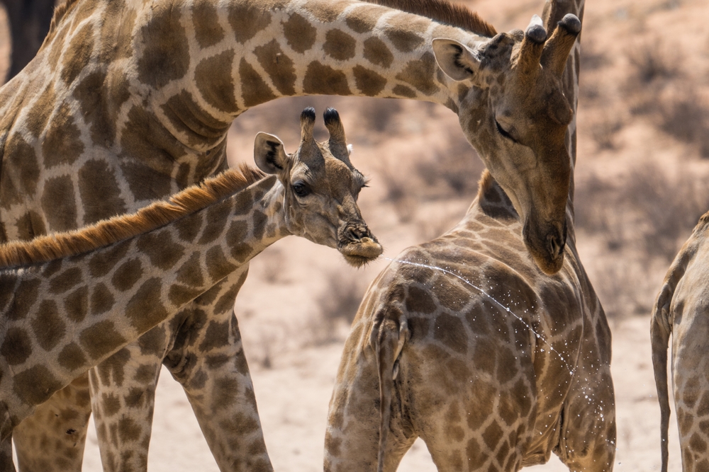 Kgalagadi Transfrontier Park