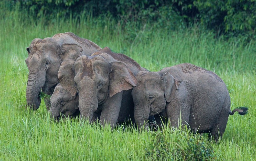 Khao Yai National Park