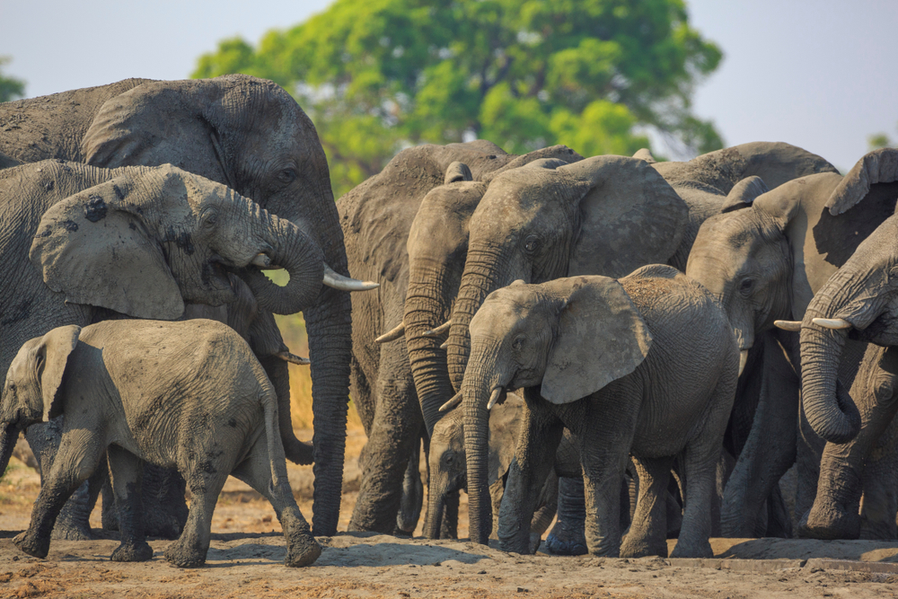 Khaudum National Park herd of elephants