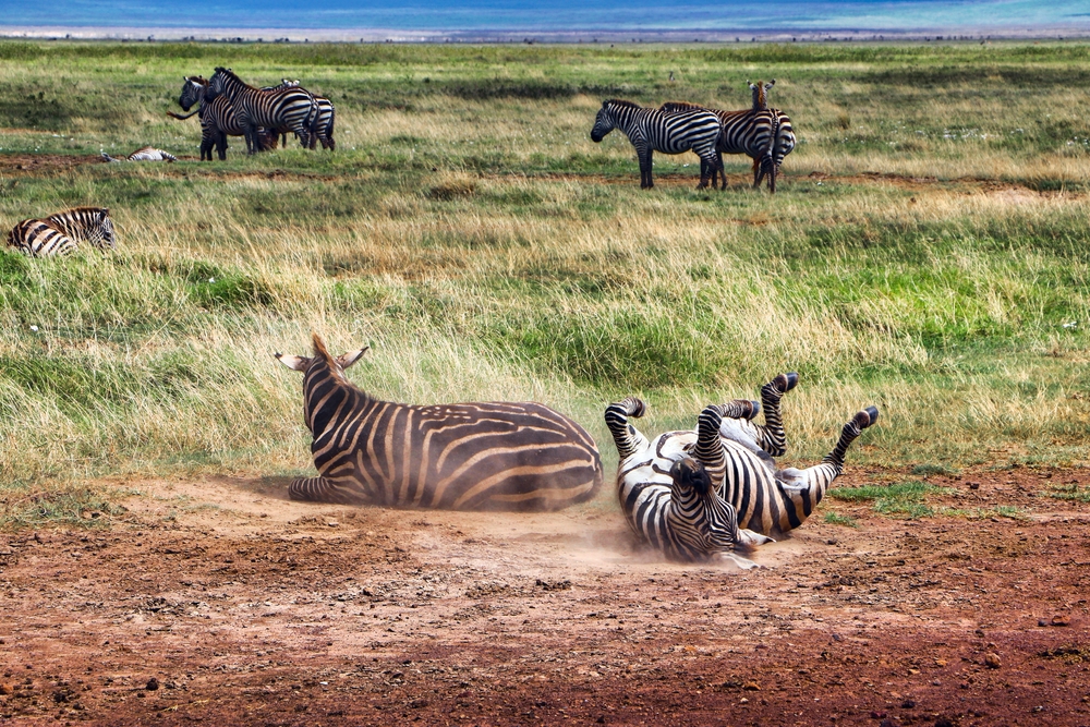 Kitulo National Park