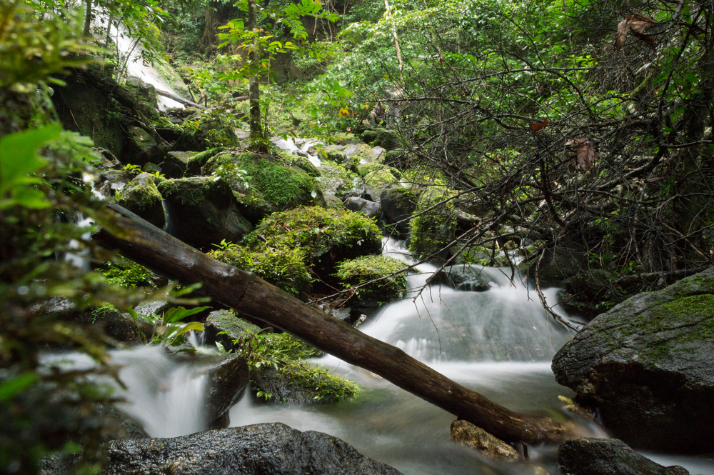 Korup National Park