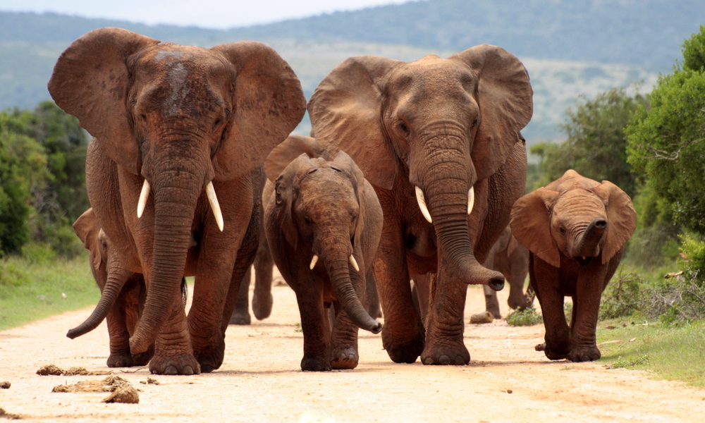 Kruger National Park family of elephants