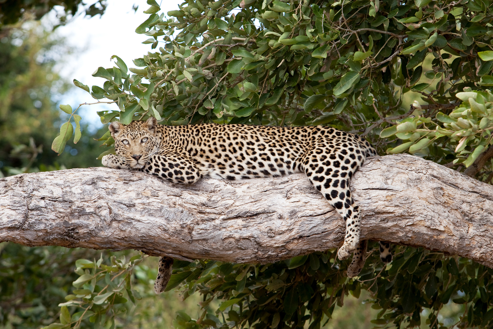 Kruger National Park leopard laying in a tree