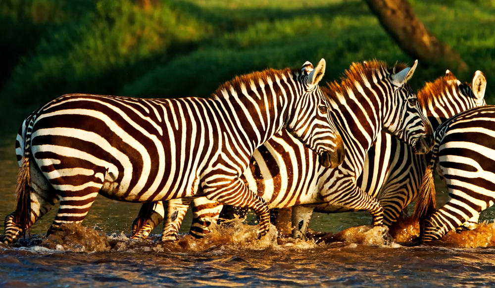 Mount Longonot National Park zebra