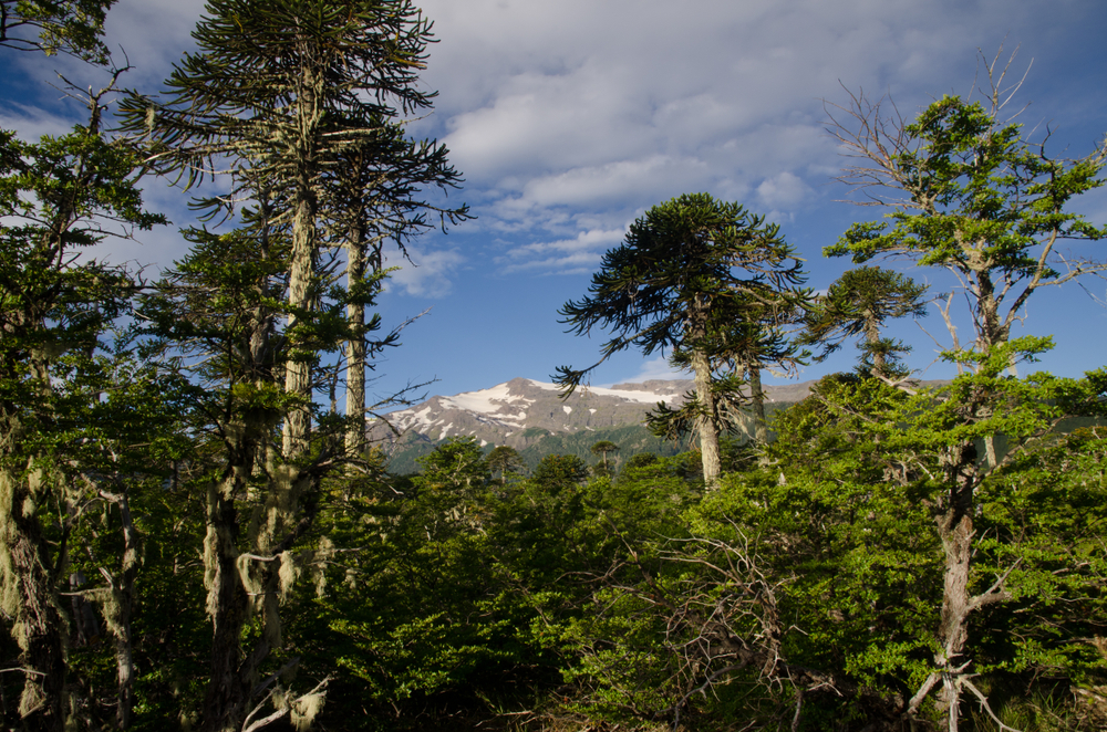Conguill o National Park National Parks Association