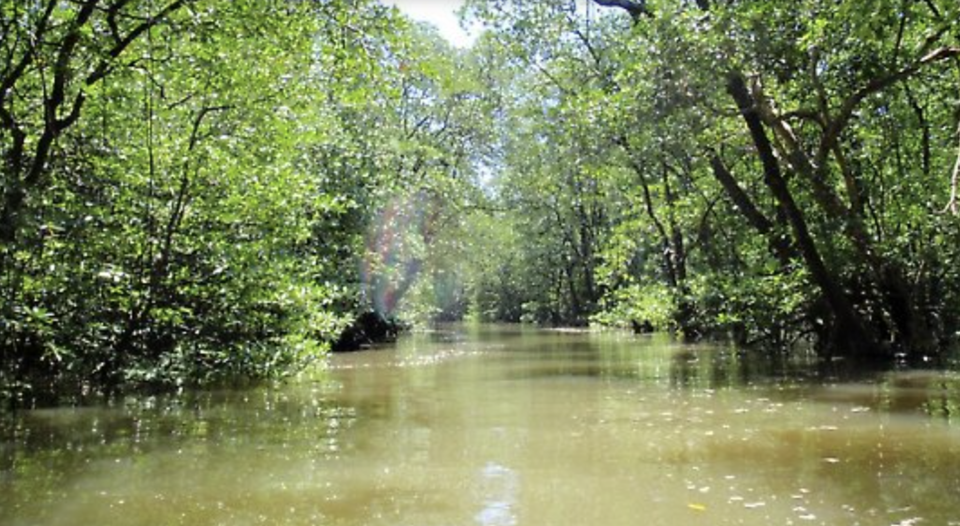 Limbang Mangrove National Park