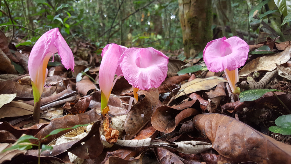 Loango National Park flowers