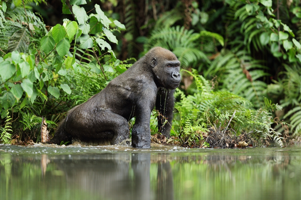 Loango National Park gorilla