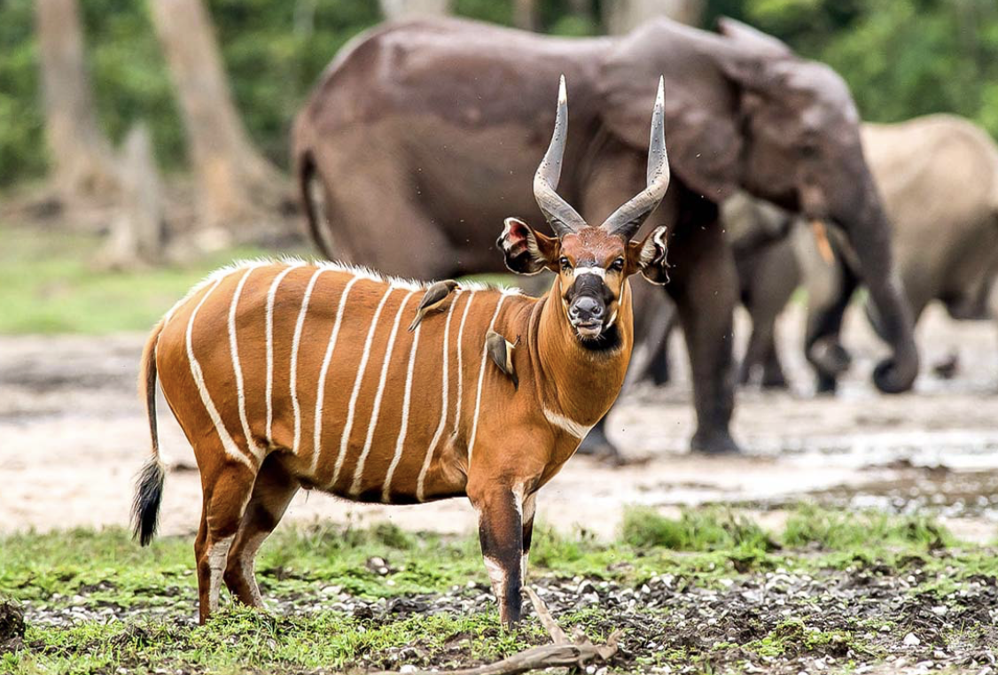 Waza National Park spotted deer