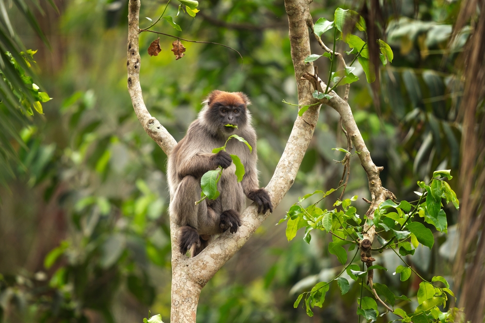 Lomami National Park