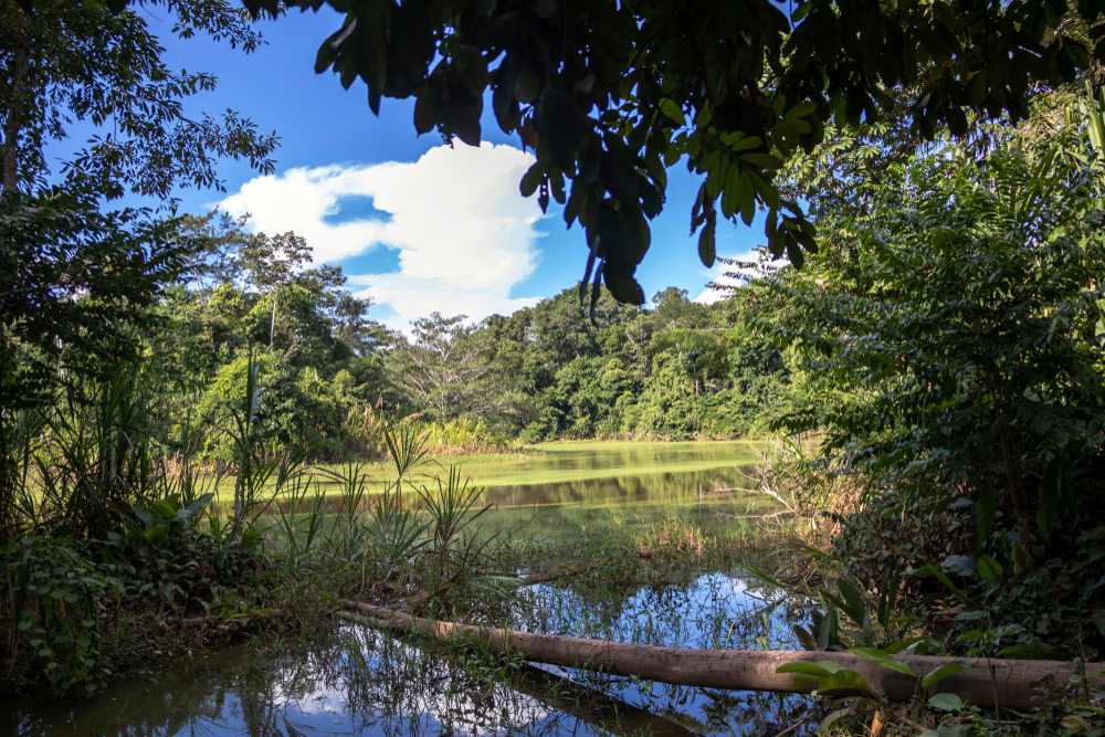 Madidi National Park green lake within amazon rainforest