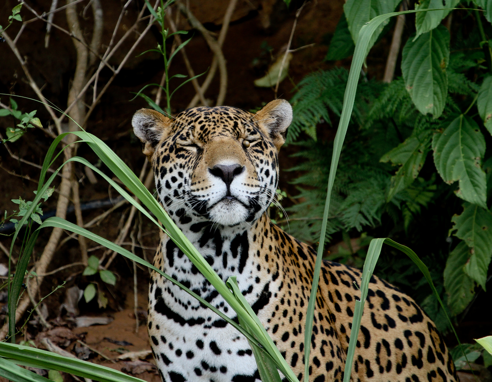 Madidi National Park green lake within amazon rainforest