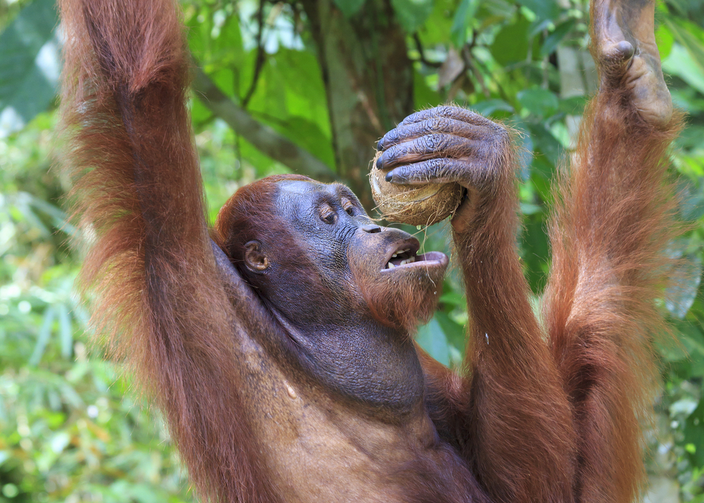 Malaysia National Parks
