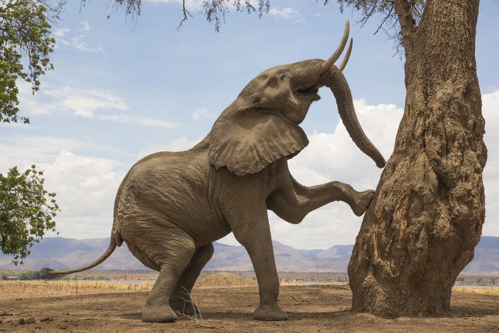 Mana Pools National Park elephant climbing tree